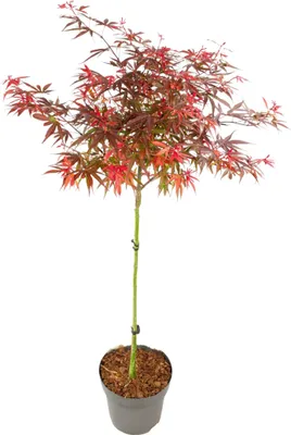 A potted Japanese Maple tree with red and green leaves against a white background.