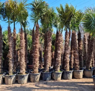 Produktbild von Palme Trachycarpus Fortunei, Chinesische Hanfpalme. Gesamthöhe: zwischen ca.: 350cm-400cm Winterhärte bis –19 °C, Stamm: ca.230cm