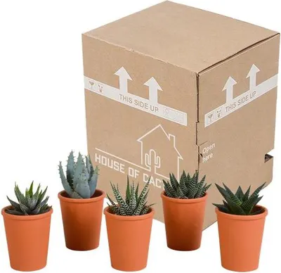Obrázek produktu pro Smes sukulentu Gasteria & Haworthia - 5 rostlin - Ø5,5cm, pokojové rostliny v