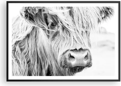 Produktbild von Gerahmtes Poster - Schwarzer Rahmen - Kuh Scotch Tier - 100x70 cm - Wand Bild - Wanddeko - Wandbilder - Kunstposter - Wandposter - Bilderrahmen - Bilder - Kunstdruck - P2BAA100x70-5129