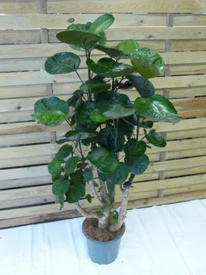 Produktbild von [Palmenlager] XL Aralia Polyscias Fabian - Fiederaralie 130 cm - Pot 21 cm Ø/Zimmerpflanze