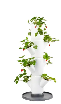 Artikelbild 1 von 'SISSI STRAWBERRY Erdbeerturm starter weiß (4 Etagen)'