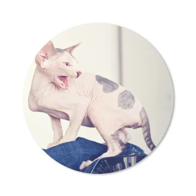 Produktbild von MuchoWow® Mauspad Mousepad Gefleckte Sphynx-Katze 30x30 cm - Mousepads - Maus Mat - Pad - Mausunterlage - Tischunterlage - Schreibtischmatten