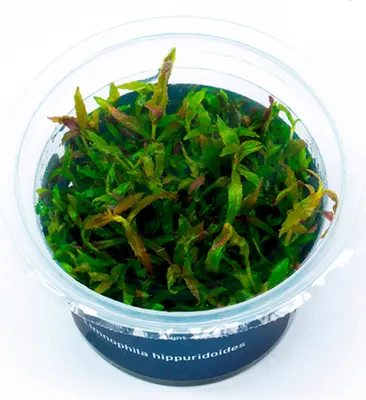Produktbild von Limnophila hippuridoides In-Vitro Cup algen- und schneckenfrei