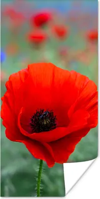 Produktbild von MuchoWow® Poster Lila und rote Mohnblumen auf einer Wiese 20x40 cm - Plakat - Foto