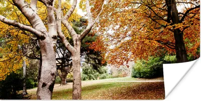 Produktbild von MuchoWow® Poster Herbst - Bäume - Laub - Natur 40x20 cm - Poster für die Wand - Poster Schlafzimmer