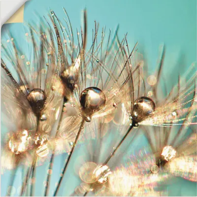 Produktbild von ARTland Wandbild, selbstklebend Pusteblume Goldener Tau Größe: 70x70 cm