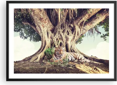 Produktbild von Gerahmtes Poster - Schwarzer Rahmen - Tiger Wild Baum - 70x50 cm - Wand Bild - Wanddeko - Wandbilder - Kunstposter - Wandposter - Bilderrahmen - Bilder - Kunstdruck - Wanddekoration - P2BAA70x50-5124