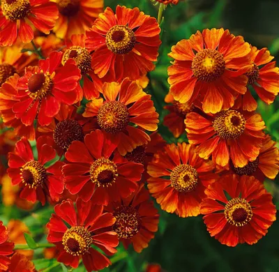 Produktbild von Helenium x cult. 'Flammendes Käthchen', Sonnenbraut, orange-rot, ca. 11x11 cm Topf