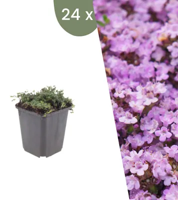 Produktbild von Plants by Frank | 24 Kriechthymian 'Purple Beauty' Pflanzen | Thymus Praecox 'Purple Beauty' | Bodendecker | Winterhart | Mehrjährig | Gartenpflanzen