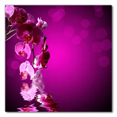 A close-up of pink orchids reflected in water with bokeh lights in the background.