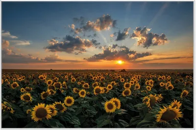 Produktbild von Wallario Wandbild Sonnenblumenwiese vor Wolken mit Sonnenuntergang, Größe: 61 x 91,50 cm, Poster mit weißem Aluminiumrahmen