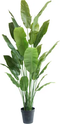 Obrázok produktu pre Umelá rastlina Strelitzia Nicolai 240 cm