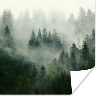 Produktbild von MuchoWow® Poster Wald - Nebel - Bäume - Natur 75x75 cm - Wand Dekoration