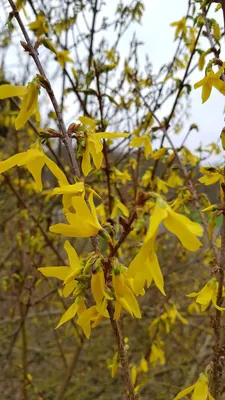 Image de Forsythia x intermedia 'Lynwood gold' / Mimosa de Paris