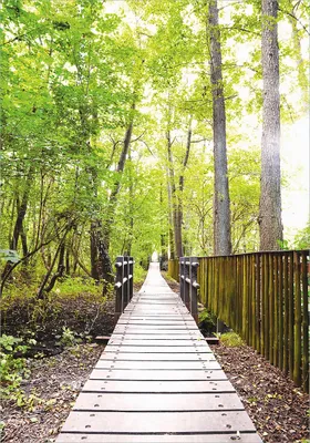 Produktbild von Wallario Poster - Spaziergang im Wald  Holzweg über einen Fluss, Kunstdruck Größe: 70 x 100 cm