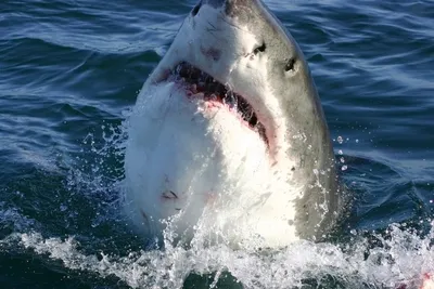 Obrázek produktu pro Dimex fototapeta MS-5-0217 Shark 375 x 250 cm