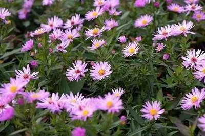 Produktbild von 6 x  Aster dum. 'Herbstgruss Vom Bresserhof' - Herbstaster - Topf 9 x 9 cm
