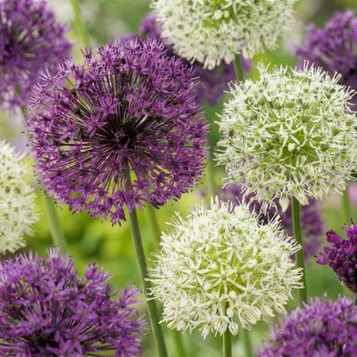 Produktbild von Green boutiQ - 30x Allium Purple - White Mix - Lila-Weiße Zierlauch-Mischung - Lila und Weiß - Sommerblüher - Zwiebelgröße 10/12