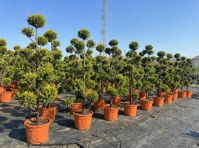 Produktbild von Cupressocyparis Leylandii Gold Rider Pom Pon – 220 cm – Winterhart