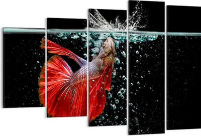 Produktbild von Bild auf Leinwand - Leinwandbild - Fisch Wasser Natur - 150x100cm - Wand Bild - Wanddeko - Leinwanddruck - Bilder - Kunstdruck - Wanddekoration - Leinwand bilder - Wandkunst - EG150x100-3492