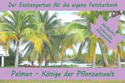 Produktbild von Anzuchtset Palmen-Könige der Pflanzenwelt | Anzuchtsets von Saflax