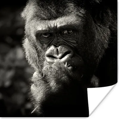 Produktbild von MuchoWow® Poster Gorilla auf schwarzem Hintergrund in schwarz und weiß 100x100 cm - Babyzimmer