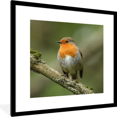 Produktbild von MuchoWow® Gerahmtes Poster Vogel - Rotkehlchen - Zweig - Pflanzen 40x40 cm - Poster mit Schwarzem Bilderrahmen Wandposter Rahmen Foto Bilder - Poster - Plakat im Rahmen