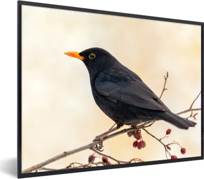 Produktbild von MuchoWow® Gerahmtes Poster Amsel - Vogel - Zweige - Beere - Rot 40x30 cm - Poster mit Schwarzem Bilderrahmen Wandposter Rahmen Foto Bilder - Kunstposter - Wanddekorationen