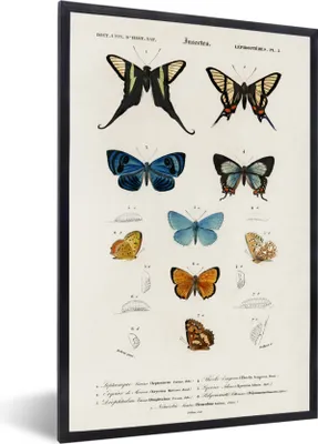 Produktbild von MuchoWow® MuchoWow® Gerahmtes Poster Schmetterling - Vintage - Insekten 60x90 cm - Poster mit zchwarzem Bilderrahmen - Kunst