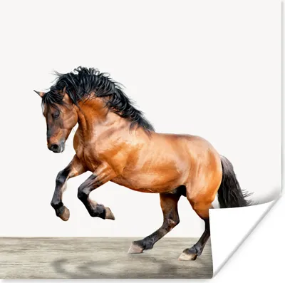 Produktbild von MuchoWow® Poster Pferd - Tiere - Weiß - Jungen - Mädchen - Kinder 30x30 cm - Wandposter - Printing