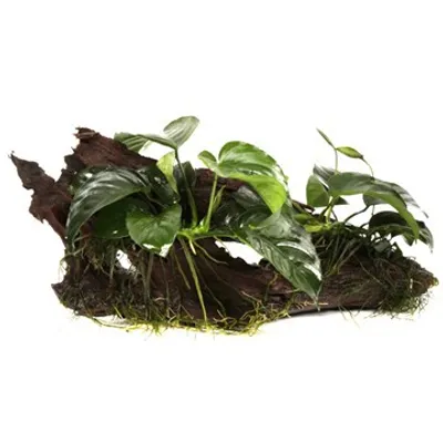 Produktbild von Zwergspeerblatt - Anubias barteri var. nana - Tropica Pflanze auf Wurzeln