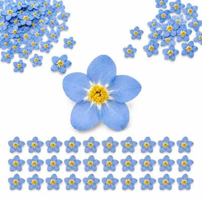 50 getrocknete Vergissmeinnicht, gepresste Blumen für DIY