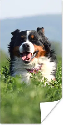 Produktbild von MuchoWow® Poster Ein Berner Sennenhund im hohen Gras 80x160 cm - Kinderzimmer