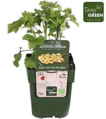 Produktbild von Ribes rubr. 'Werdavia' - Rote Johannisbeere 'Werdavia' | 25 cm im topf