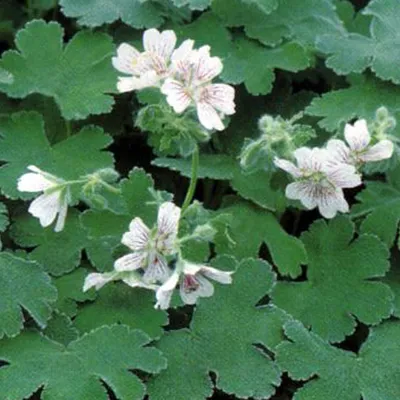 Image de 6 plants de *Geranium renardii* (également connu sous le nom de *Ooievaarsbek renardii*) | Pot de 9 cm x 9 cm