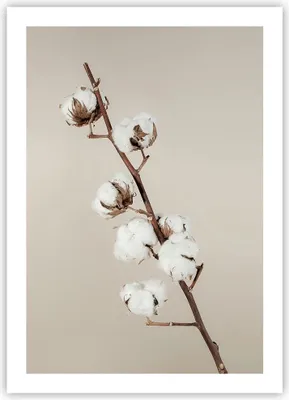 Produktbild von Poster - Poster ohne Rahmen - Baumwolle Zweig Boho - 50x70 cm - Wand Bild - Wanddeko - Wandbilder - Kunstposter - Wandposter - Bilder - Kunstdruck - Wanddekoration - Wandbild - P2XPA50x70-4730