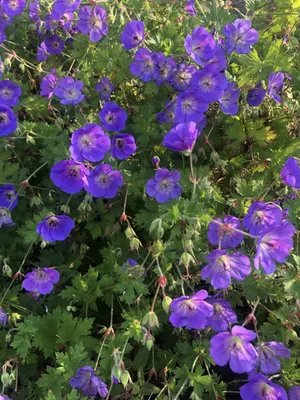 Obrázek produktu pro 6 xGeranium 'Rozanne' - Storchschnabel - topf 9 x 9 cm