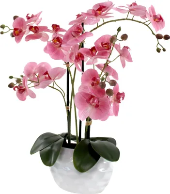 Produktbild von Kunst-Pflanze Orchidee ovaler Topf weiß hochglanz und rosa Blüten 58cm hoch