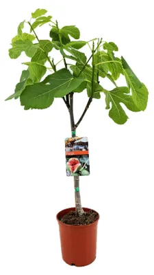 Produktbild von Feigenbaum Ficus carica – ↕80cm – Ø17cm – Echter Feigenbaum als Fruchtbaum mit essbaren Feigen für Balkon, Terrasse, Garten & Wintergarten
