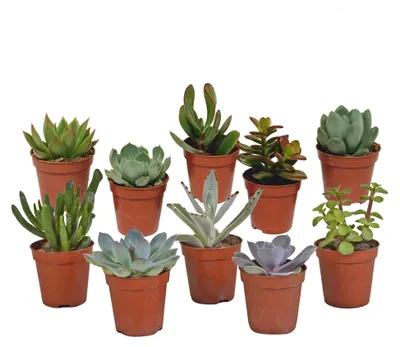 Produktbild von Sukkulenten-Mischung 5,5 cm - 10x - ohne Topf