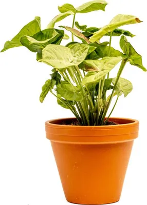 Obrázok produktu pre Gardners Syngonium Confetti, priemer 12 cm