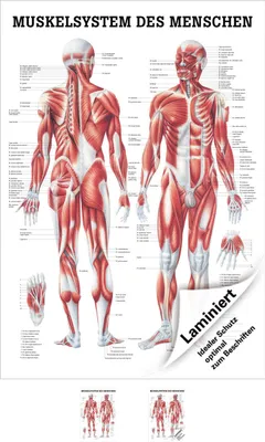 Produktbild von Menschliches Muskelsystem Lehrtafel Anatomie 100x70 cm medizinische Lehrmittel