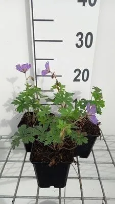 Obrázek produktu pro 6 x Geranium himal. 'Baby Blue' - Storchenschnabel - Topf 9 x 9 cm