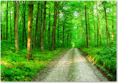 Produktbild von Tulup® Leinwandbild - 100x70 cm - Wandkunst - Drucke auf Leinwand - Leinwanddruck  - Blumen & Pflanzen - Grün - Bäume im Wald