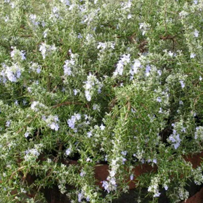 Image de 6 plants de romarin rampant - Rosmarinus officinalis 'Capri' | Pot de 9 cm x 9 cm