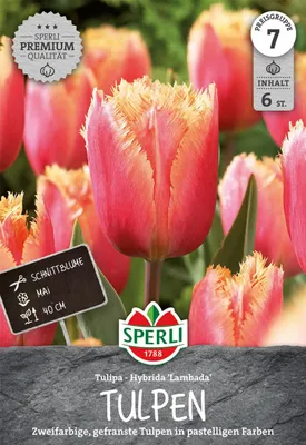 Produktbild von SPERLI Premium Gefranste Tulpe Lambada Tulipa hybrids 6 Zwiebeln