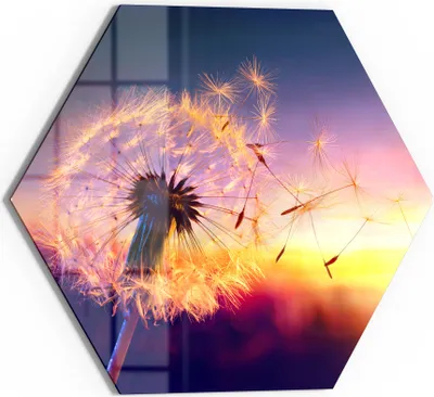 Produktbild von DEQORI Glasbild Echtglas 55x48 cm 'Pusteblume im Abendlicht' Wandbild Bild modern Deko