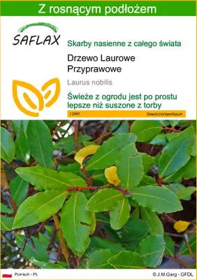 Zdjęcie produktu dla SAFLAX - Drzewo Laurowe Przyprawowe - 6 Nasiona - Z podłożem uprawowym wolnym od zarazków - Laurus nobilis