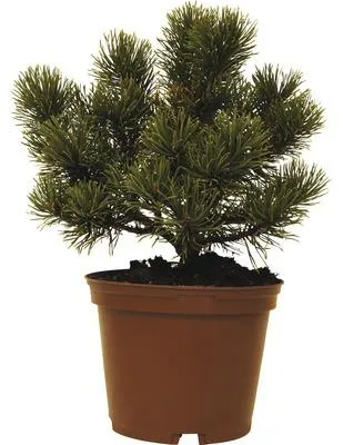 Obrázek produktu pro Borovice kleč FloraSelf Pinus mugo 'Carstens Wintergold' výška 15-20 cm květináč 2 l